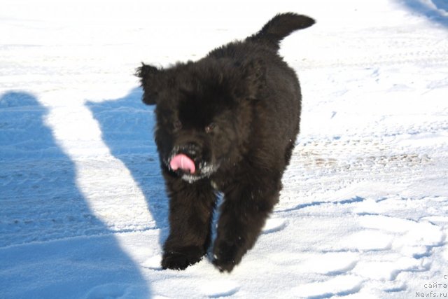 Фото: ньюфаундленд Дак Прайд Валентино (Dark Pride Valentino)