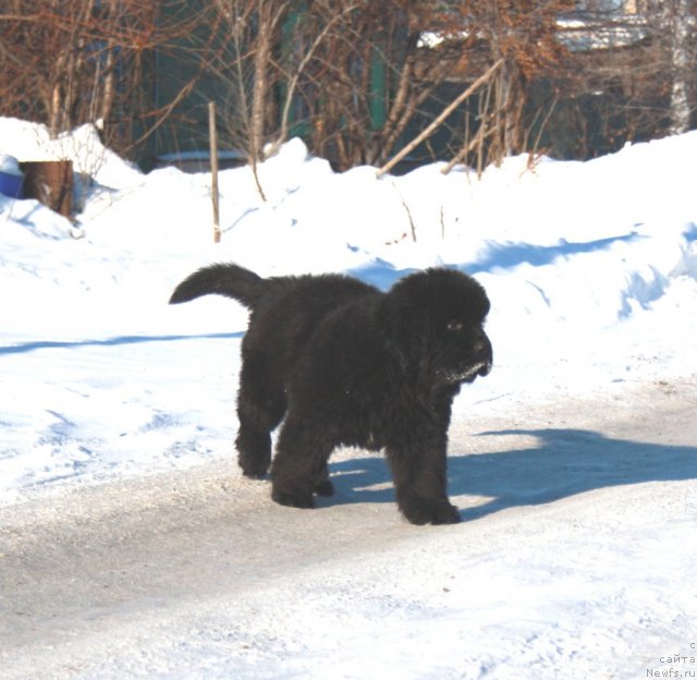 Фото: ньюфаундленд Дак Прайд Валентино (Dark Pride Valentino)