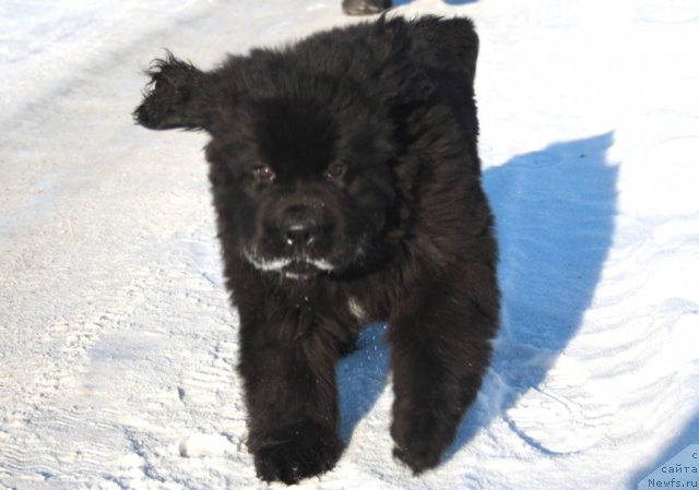 Фотография № 115441