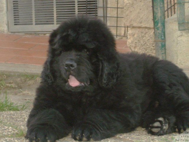 Фото: ньюфаундленд Numas First President at Thickish