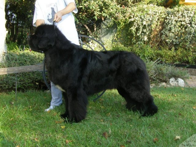 Фото: ньюфаундленд Numas First President at Thickish