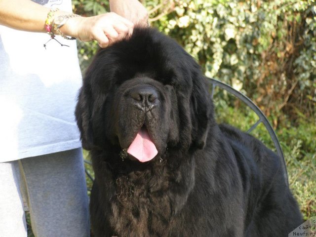 Фото: ньюфаундленд Numas First President at Thickish