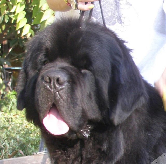 Фото: ньюфаундленд Numas First President at Thickish