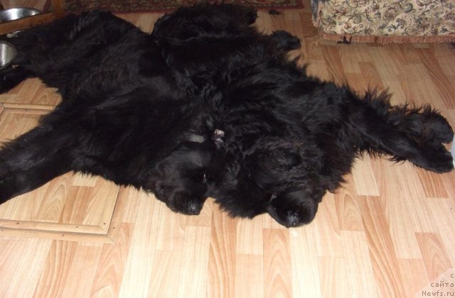 Фото: ньюфаундленд Акин Соул София, ньюфаундленд Лесная Сказка Лунная Соната