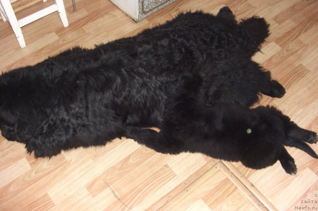 Фото: ньюфаундленд Анджел Викториус