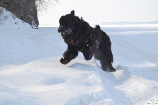 Фото: ньюфаундленд I'm Little Princess Midnight Bear