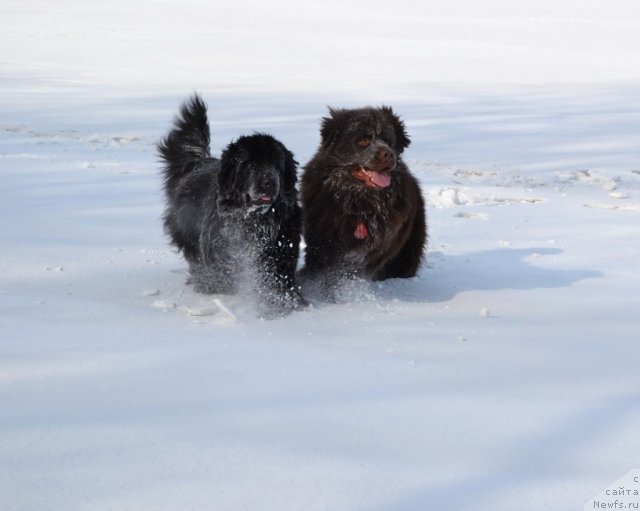 Фото: ньюфаундленд I'm Little Princess Midnight Bear, ньюфаундленд Акватория Келвин Риверданс (Aquatoriya Kelvin Riverdance)