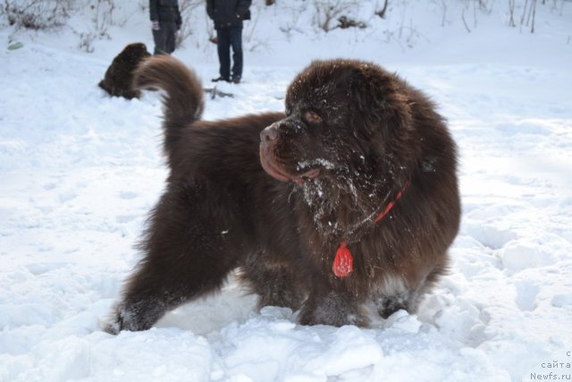 Фото: ньюфаундленд Акватория Келвин Риверданс (Aquatoriya Kelvin Riverdance)