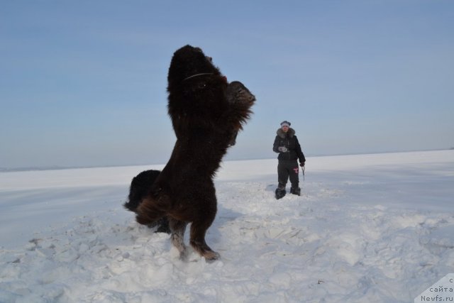 Фото: ньюфаундленд Акватория Келвин Риверданс (Aquatoriya Kelvin Riverdance)