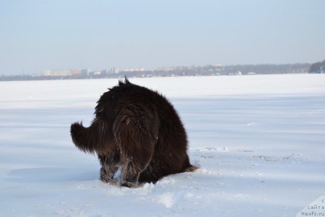 Фото: ньюфаундленд Акватория Келвин Риверданс (Aquatoriya Kelvin Riverdance)