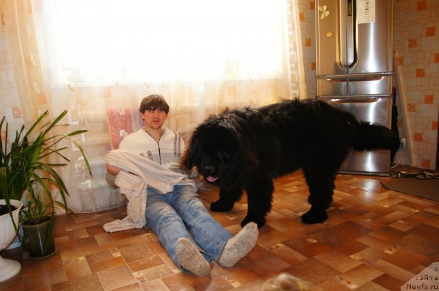 Фото: ньюфаундленд Руби Шайн из Медвежьего Яра (Ruby Shine iz Medvejyego  Yara), Александр Мироненко