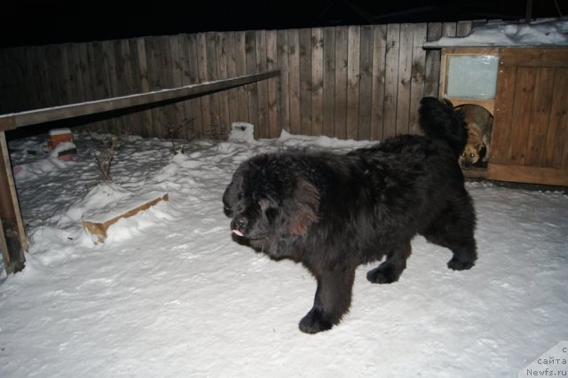 Фото: ньюфаундленд Руби Шайн из Медвежьего Яра (Ruby Shine iz Medvejyego  Yara)
