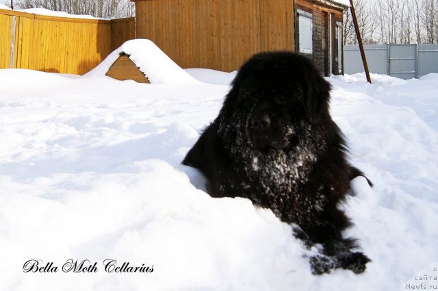 Фото: ньюфаундленд Бэлла Мосс Целлариус