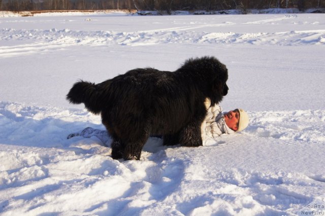 Фото: ньюфаундленд Руби Шайн из Медвежьего Яра (Ruby Shine iz Medvejyego  Yara), Александр Мироненко