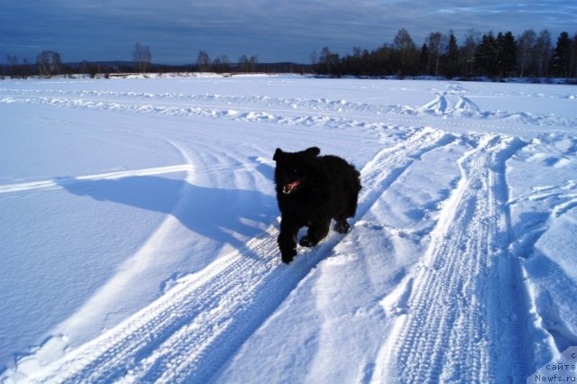 Фото: ньюфаундленд Руби Шайн из Медвежьего Яра (Ruby Shine iz Medvejyego  Yara)