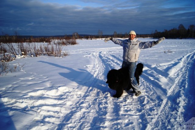 Фото: ньюфаундленд Руби Шайн из Медвежьего Яра (Ruby Shine iz Medvejyego  Yara), Александр Мироненко