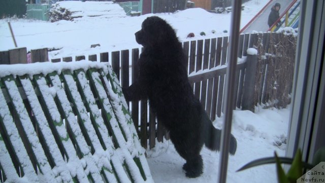 Фото: ньюфаундленд Руби Шайн из Медвежьего Яра (Ruby Shine iz Medvejyego  Yara)