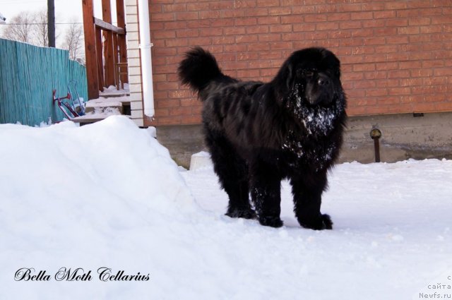 Фотография № 115474