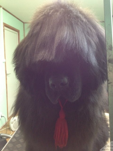 Фото: ньюфаундленд Сент Джонс Хендсел фо Ми (Sent Djons Handsel for Me)