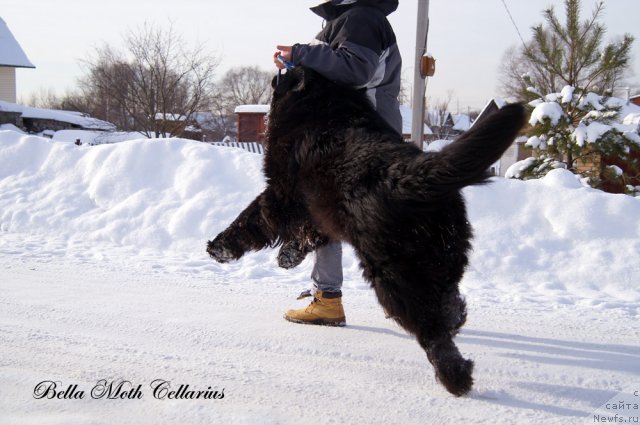 Фотография № 115482