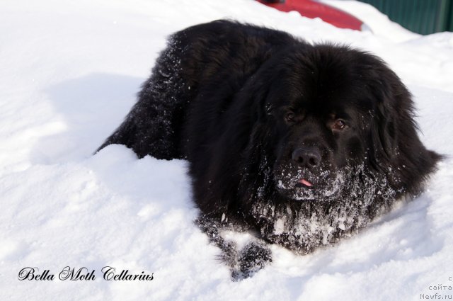 Фотография № 115489