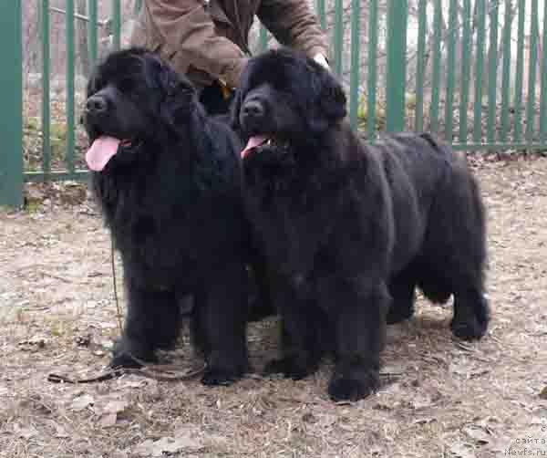 Фото: ньюфаундленд Плюшевая Панда Ванесса Мэй (Plushevaya Panda Vanessa Mey)