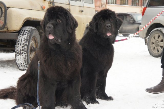 Фото: ньюфаундленд Смигар Гордон-Феллоу (Smigar Gordon Fellow), ньюфаундленд Смигар Грейт Саксэс