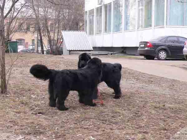 Фото: ньюфаундленд Плюшевая Панда Викар (Plushevaya Panda Vikar)