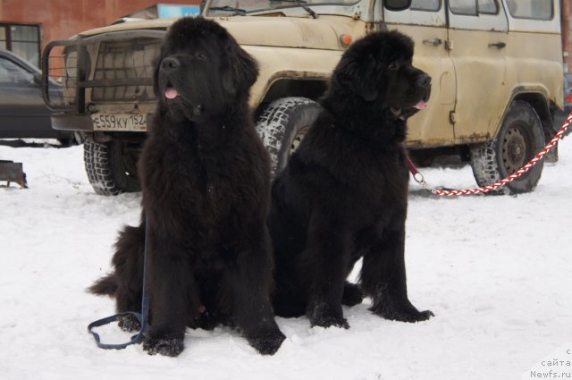 Фото: ньюфаундленд Смигар Гордон-Феллоу (Smigar Gordon Fellow), ньюфаундленд Смигар Грейт Саксэс