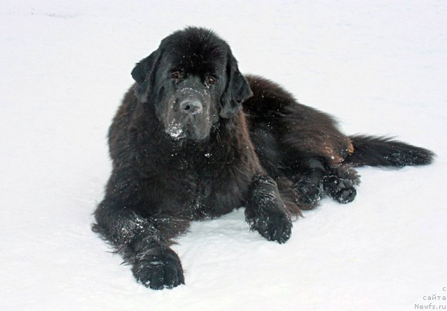 Фотография № 115515