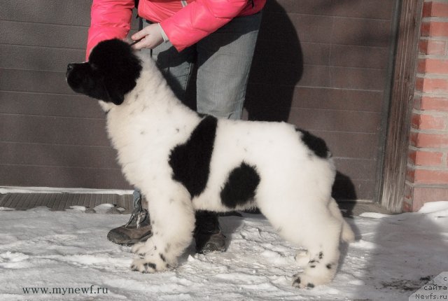 Фотография № 115519