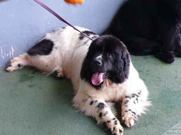 Фото: ньюфаундленд Плюшевая Панда Дениза для Берега Дона (Plushevaya Panda Deniza Dlja  Berega Dona)