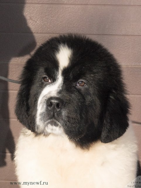 Фотография № 115526