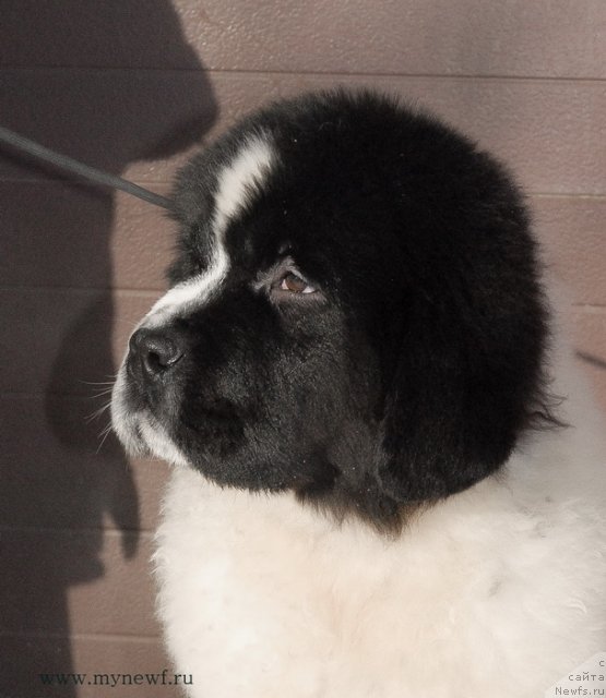 Фото: ньюфаундленд Сент Джонс Ванилла Айс (Sent Djons Vanilla Ice)