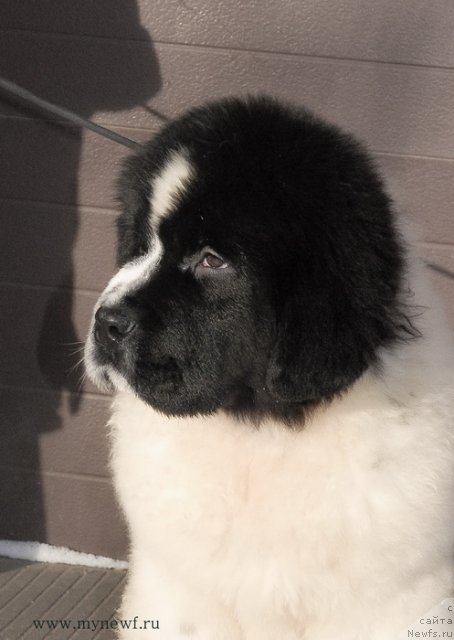 Фото: ньюфаундленд Сент Джонс Ванилла Айс (Sent Djons Vanilla Ice)