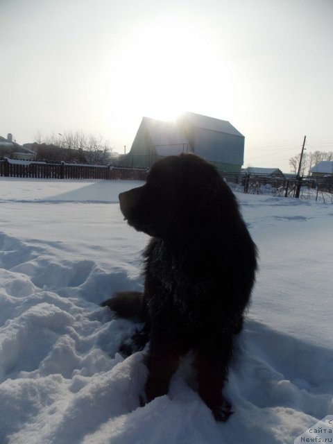 Фото: ньюфаундленд Кайден Плейфул (Kaiden Playful)