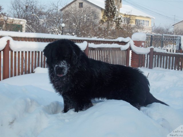 Фото: ньюфаундленд Кайден Плейфул (Kaiden Playful)