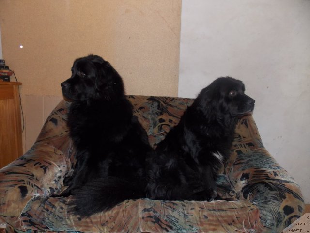 Фото: ньюфаундленд Кайден Плейфул (Kaiden Playful), Лора