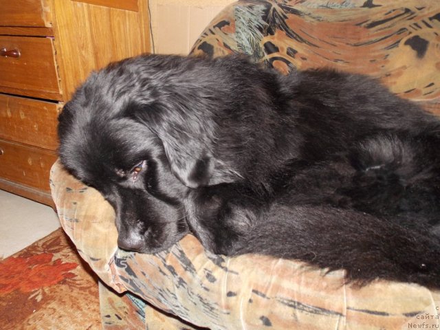 Фото: ньюфаундленд Кайден Плейфул (Kaiden Playful)