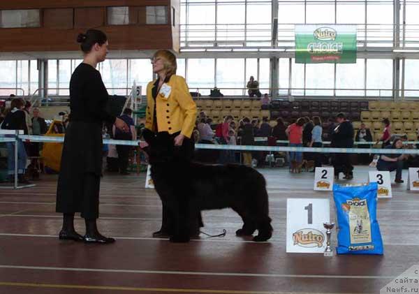Фото: ньюфаундленд Плюшевая Панда Ванесса Мэй (Plushevaya Panda Vanessa Mey)