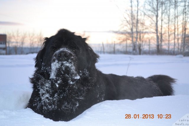 Фото: ньюфаундленд Акватория Келвин Королева Марго