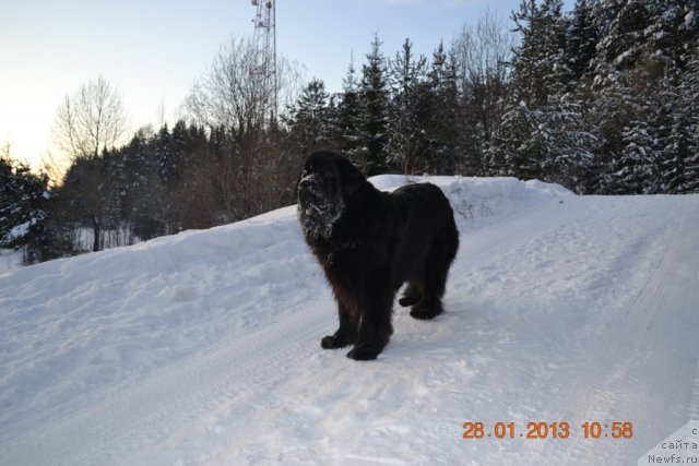 Фото: ньюфаундленд Акватория Келвин Королева Марго