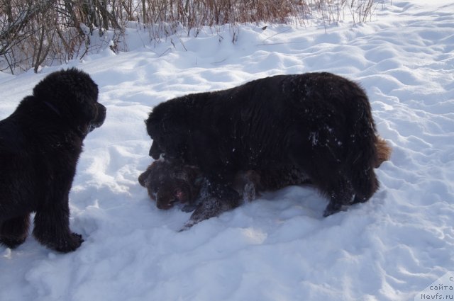 Фото: ньюфаундленд Бегущая по Волнам Фогет Ми Нот, ньюфаундленд Масяня Гранд Бэби, ньюфаундленд Очаровашка с Берега Дона (Ocharovashka s Berega Dona)