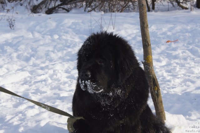 Фото: ньюфаундленд Бегущая по Волнам Фогет Ми Нот