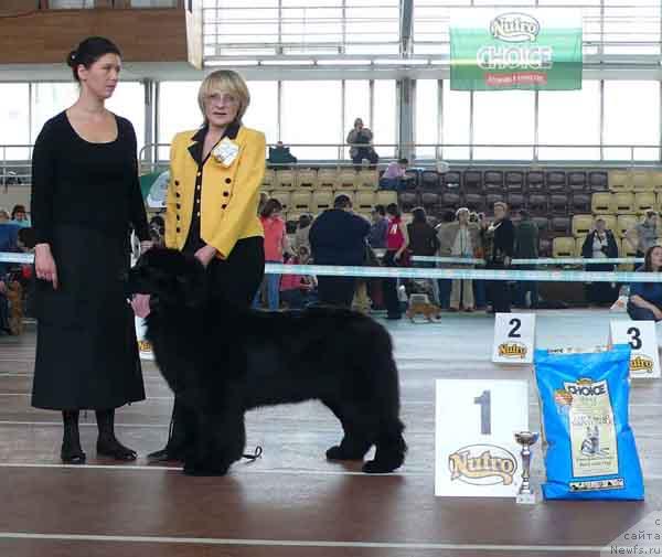 Фото: ньюфаундленд Плюшевая Панда Ванесса Мэй (Plushevaya Panda Vanessa Mey)