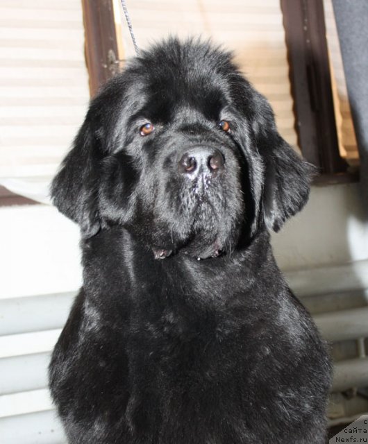 Фото: ньюфаундленд Бегущая по Волнам Харизма (Beguschaya po Volnam Harizma)