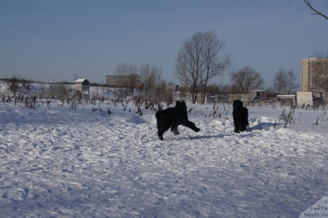 Фото: ньюфаундленд Бегущая по Волнам Фогет Ми Нот, ньюфаундленд Сент Джонс Лесная Фея