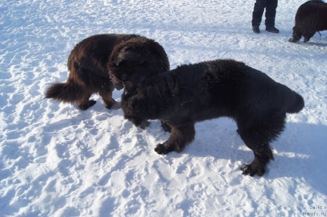 Фото: ньюфаундленд Сент Джонс Лесная Фея, ньюфаундленд Бегущая по Волнам Фогет Ми Нот