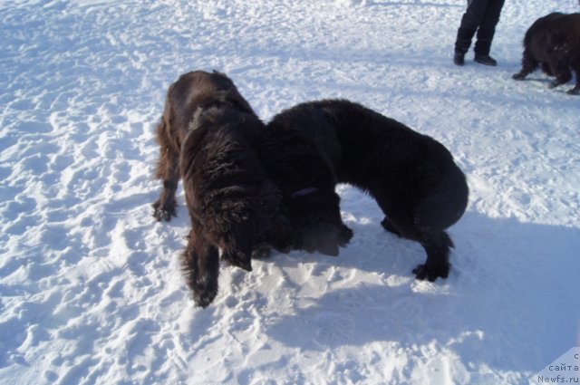 Фотография № 115570