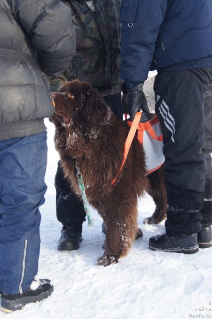 Фото: ньюфаундленд Очаровашка с Берега Дона (Ocharovashka s Berega Dona)